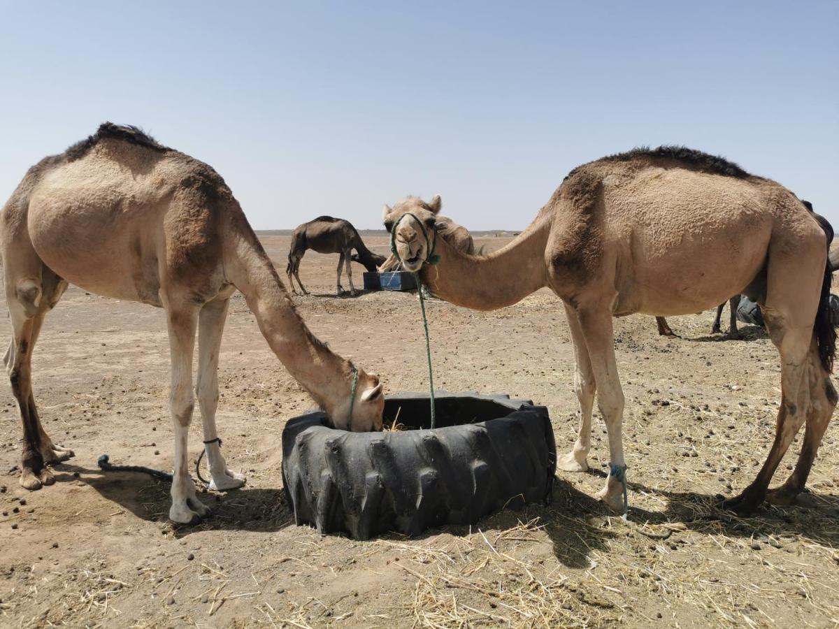 Haven La Chance Desert Hotel Merzouga Exterior foto